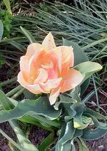 01.2 Tulpe.webp