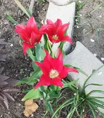01.3 Tulpe.webp