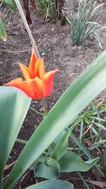 01.4 Tulpe.webp