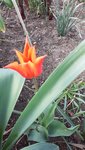 01.4 Tulpe.jpg