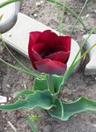 01.5 Tulpe.jpg