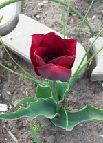 01.5 Tulpe.webp
