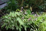 Epimedium   0221.JPG