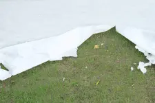 Zerfleddertes Vlies.jpg Zerfleddertes Vlies.jpg