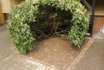 Ehemaliger Buchs 1 20220426.jpg
