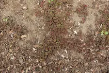 Hornsauerklee vormals BB.webp