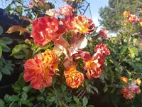 20210617_073651.webp