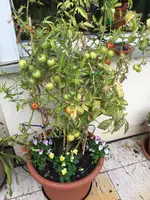Tomaten-Kübel 40 Lit.webp