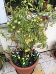 Tomaten-Kübel 40 Lit.jpg
