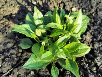 IMG_20220428_080140.webp IMG_20220428_080140.webp