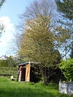 P1070678Felsenbirne.JPG