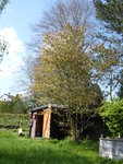 P1070678Felsenbirne.JPG