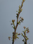 P1070703Walnuss.JPG