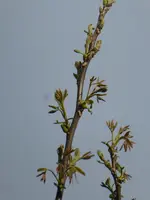 P1070703Walnuss.JPG