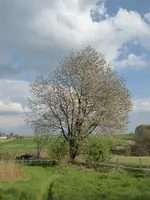 P1070715Wildkirsche.JPG