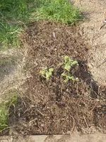 P1070727Muskatellersalbei.JPG