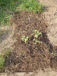 P1070727Muskatellersalbei.JPG