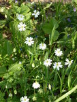 P1070738Hornkraut.JPG