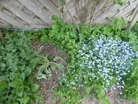 P1070740Türkischer Mohn und Vergissmeinnicht.JPG