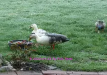 Ente weiß-grau 2022_04_28 P1170975.webp