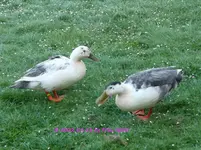 Ente weiß-grau 2022_04_28 P1170981.webp