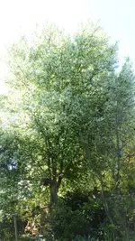 P1330523 (2).webp