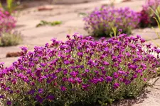 image001.webp