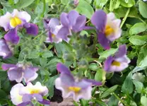 P1070880.webp