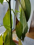 IMG_20220429_073638.jpg