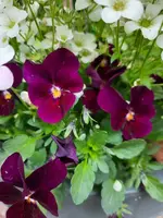 20220430_185408.webp