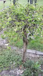 Weide.webp