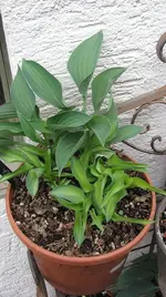 Sport bei Hosta Peanut (3).webp