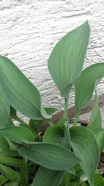 Sport bei Hosta Peanut (4).webp