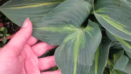 Hosta Stand by Me Doppelblatt (1).webp