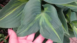 Hosta Stand by Me Doppelblatt (2).webp