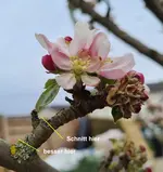Apfel_Alkmene_05.webp