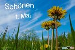 9905-000080_loewenzahn-himmel-schoenen-1-mai_1gb.pics.jpg