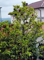IMG_20220501_095027.webp