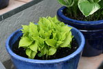 Hosta   0122.JPG