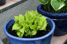 Hosta   0122.webp