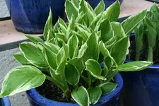 Hosta   0222.webp