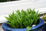 Hosta   0322.JPG