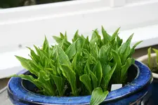 Hosta   0322.webp