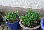 Hosta   0422.JPG