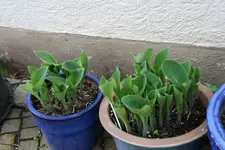 Hosta   0422.webp