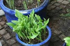 Hosta   0522.webp