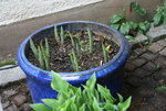 Hosta   0622.JPG