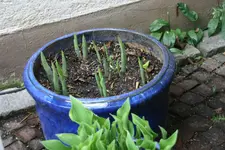Hosta   0622.webp