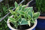 Hosta   0722.JPG