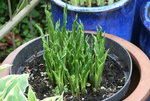 Hosta   0822.JPG